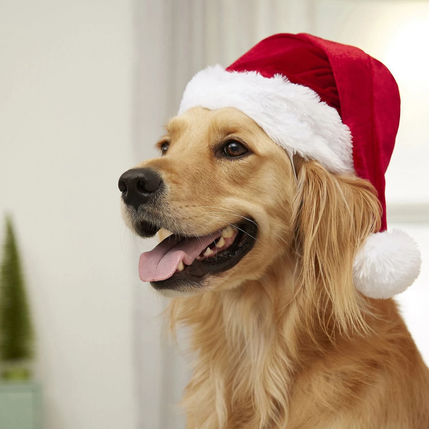 Frisco Holiday Dog & Cat Santa Hat, 1 Count - Image 5