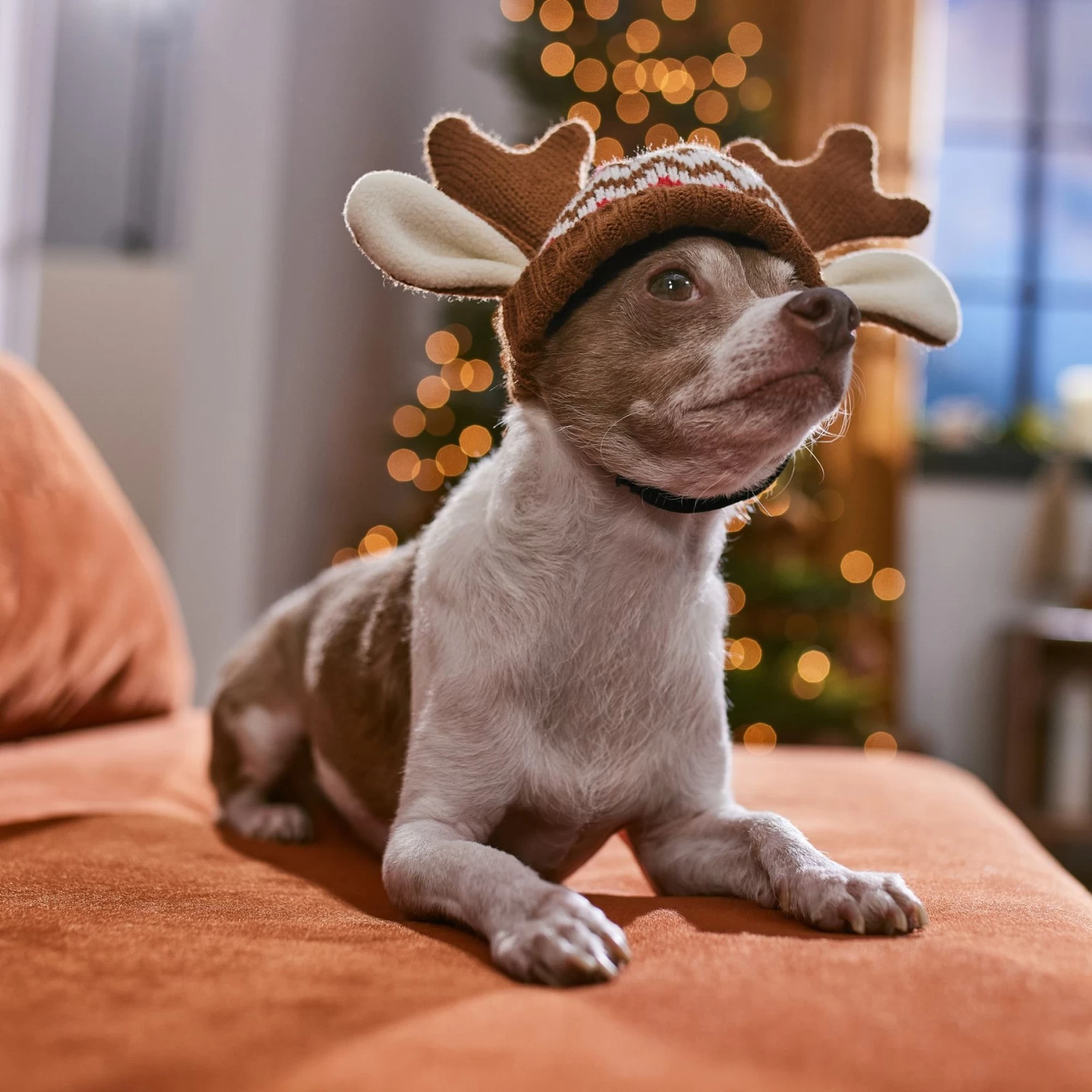Frisco Antler Fair Isle Dog & Cat Hat - Image 5