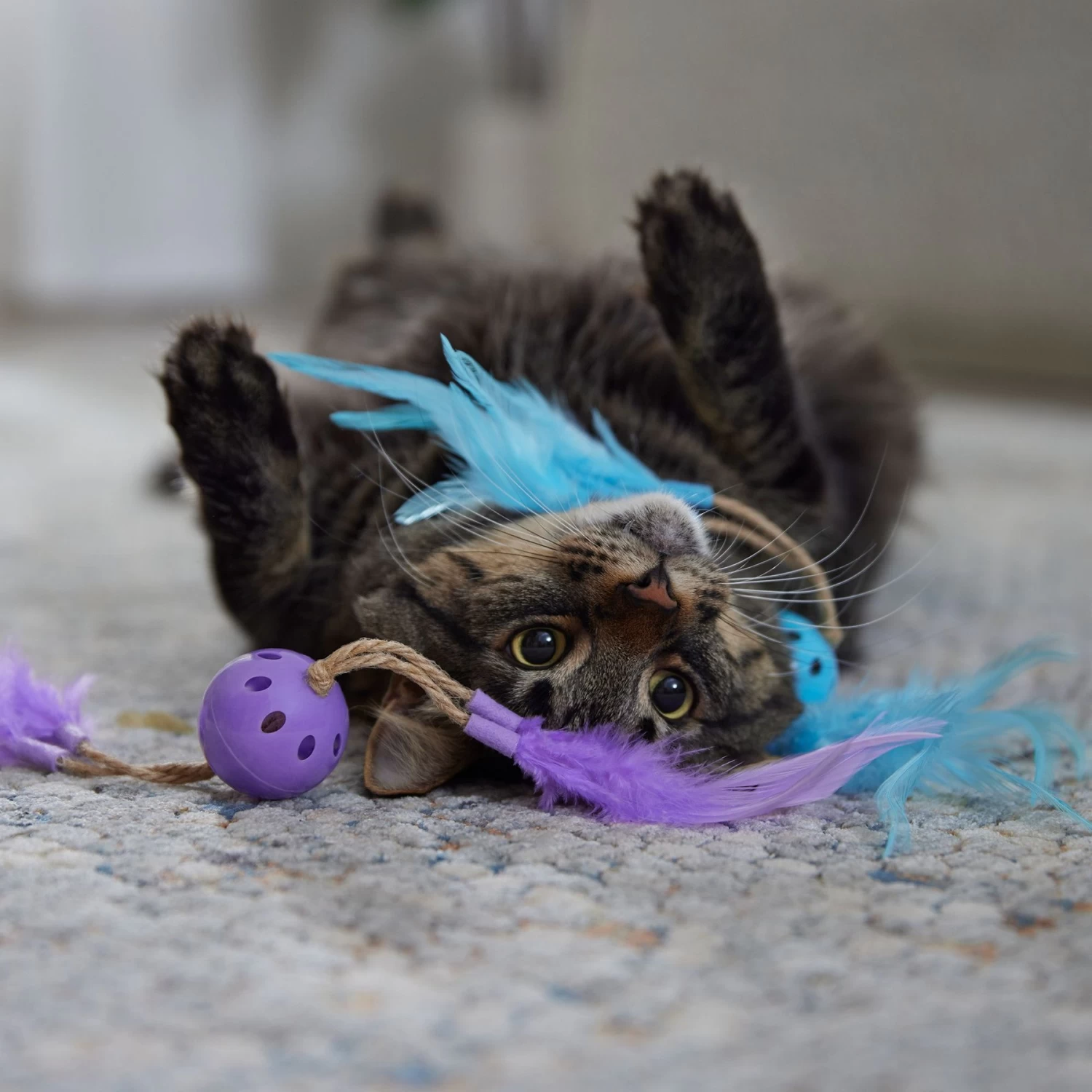 Frisco Feather & Play Plastic Balls Cat Toy, 2 Count - Image 3